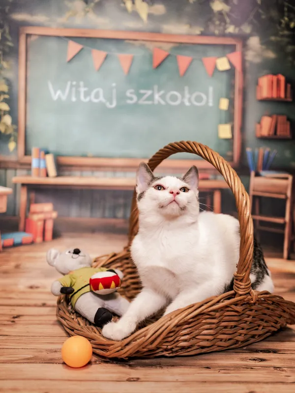 Znaleziono kota, Sosnowiec, 3 lipca 2025 (3/5)