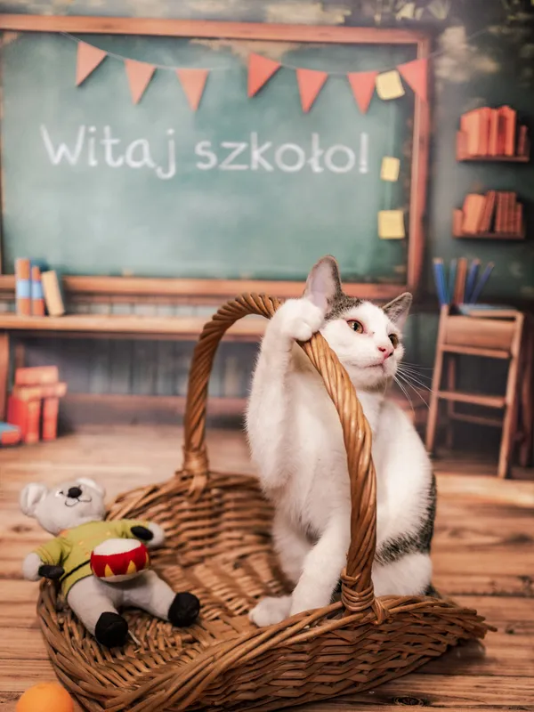 Znaleziono kota, Sosnowiec, 3 lipca 2025 (5/5)