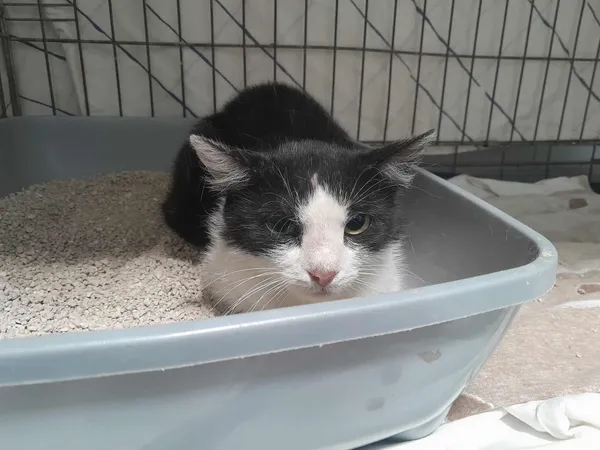 Znaleziono kota, Sosnowiec, 3 lipca 2025