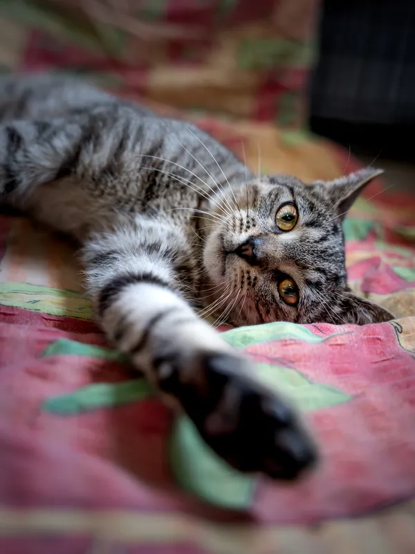 Znaleziono kota, Sosnowiec, 3 lipca 2025 (1/5)