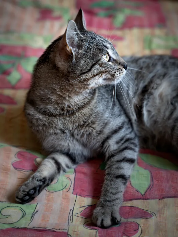 Znaleziono kota, Sosnowiec, 3 lipca 2025 (2/5)