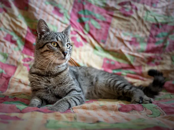 Znaleziono kota, Sosnowiec, 3 lipca 2025 (3/5)