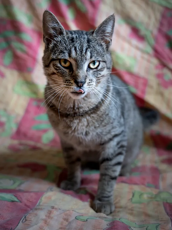 Znaleziono kota, Sosnowiec, 3 lipca 2025 (4/5)