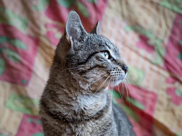 Znaleziono kota, Sosnowiec, 3 lipca 2025 (5/5)