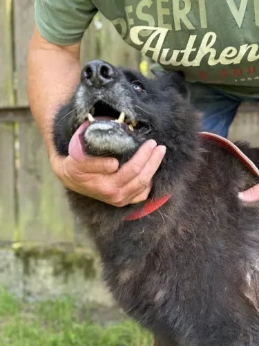 Pies do adopcji, Kraków, 20 czerwca 2025 (1/4)