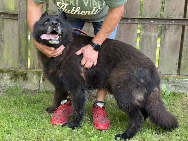 Pies do adopcji, Kraków, 20 czerwca 2025 (3/4)