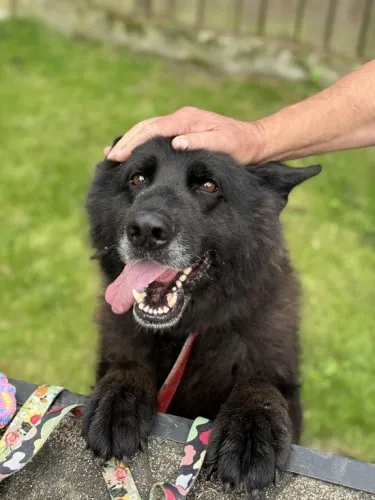 Pies do adopcji, Kraków, 20 czerwca 2025 (4/4)