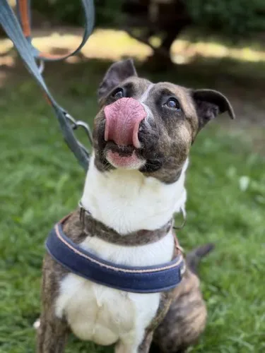 Pies do adopcji, Kraków, 20 czerwca 2025 (1/5)