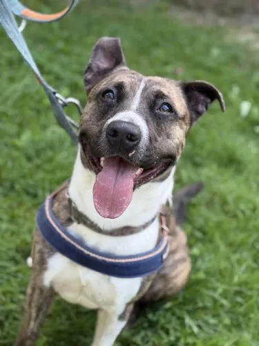 Pies do adopcji, Kraków, 20 czerwca 2025 (3/5)