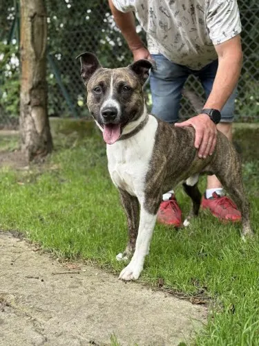 Pies do adopcji, Kraków, 20 czerwca 2025 (4/5)