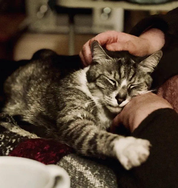 Zaginął kot, Łódź, 4 lipca 2025