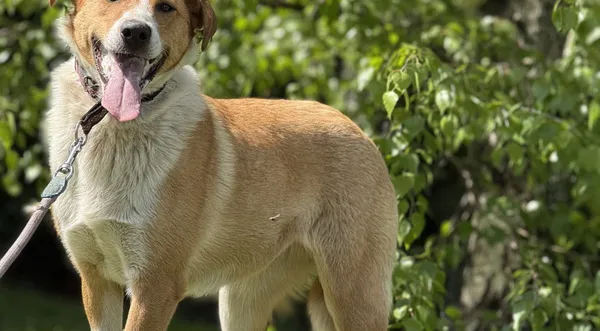 Pies do adopcji, Pieczyska, 4 lipca 2025 (1/3)