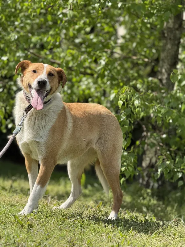 Pies do adopcji, Pieczyska, 4 lipca 2025 (2/3)