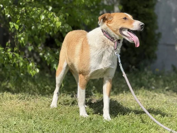 Pies do adopcji, Pieczyska, 4 lipca 2025 (3/3)