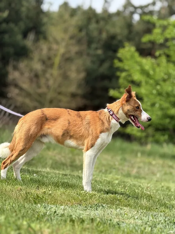 Pies do adopcji, Pieczyska, 4 lipca 2025 (2/4)