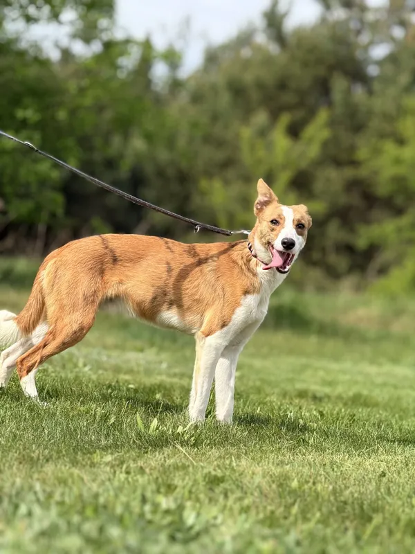 Pies do adopcji, Pieczyska, 4 lipca 2025 (3/4)