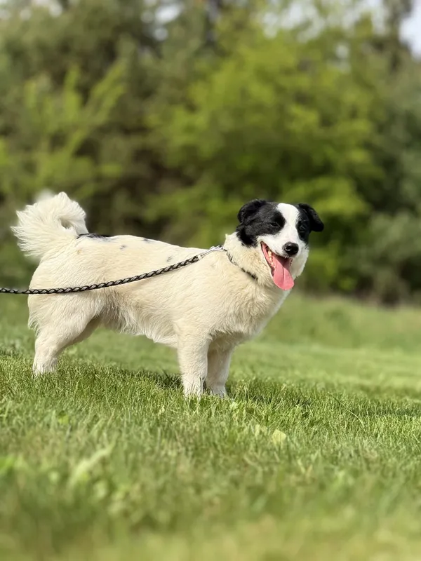 Pies do adopcji, Pieczyska, 4 lipca 2025 (2/4)