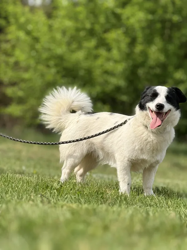 Pies do adopcji, Pieczyska, 4 lipca 2025 (3/4)