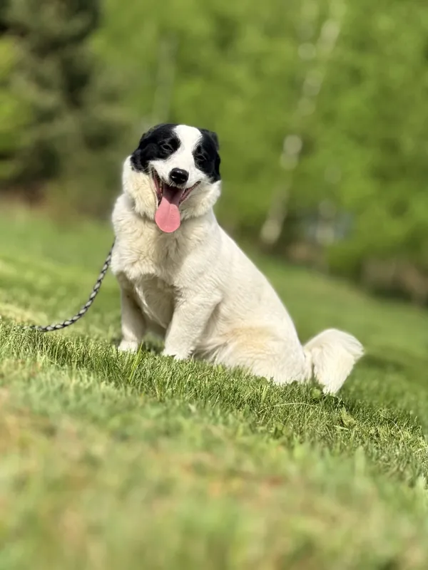 Pies do adopcji, Pieczyska, 4 lipca 2025 (4/4)