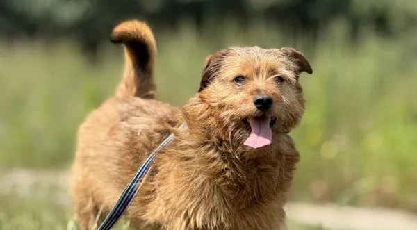 Pies do adopcji, Pieczyska, 4 lipca 2025 (1/3)