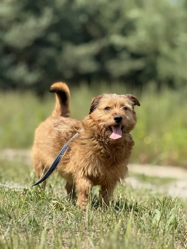 Pies do adopcji, Pieczyska, 4 lipca 2025 (2/3)