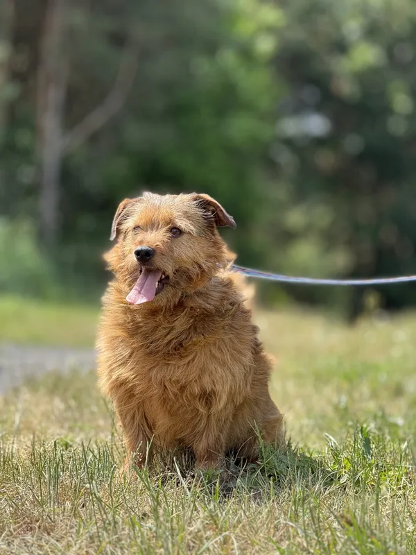 Pies do adopcji, Pieczyska, 4 lipca 2025 (3/3)