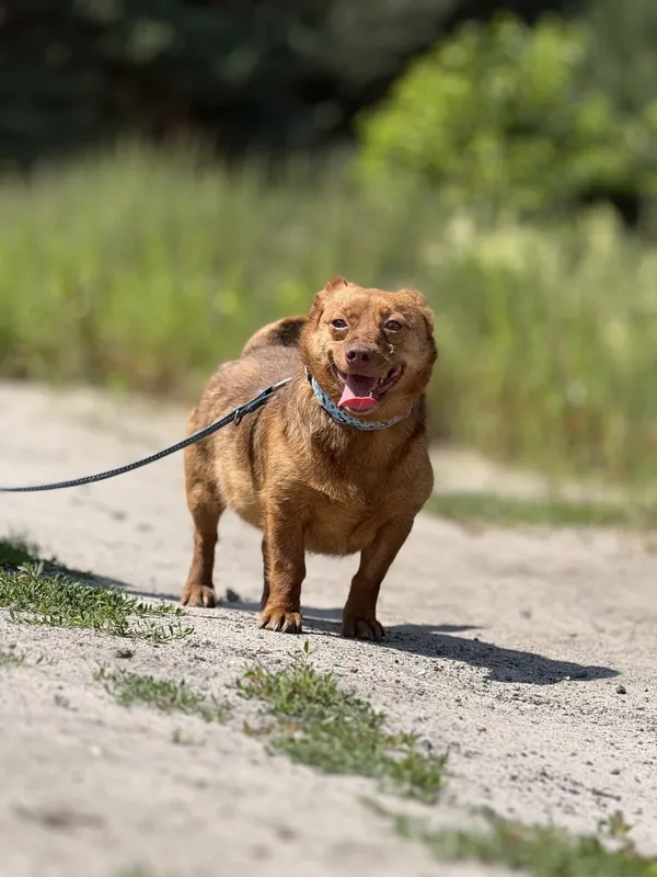 Pies do adopcji, Pieczyska, 4 lipca 2025 (2/4)