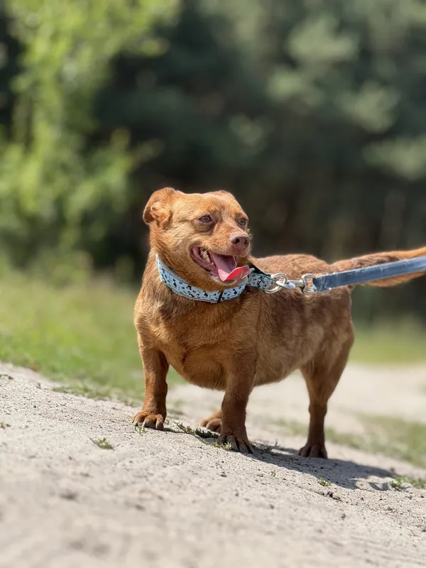 Pies do adopcji, Pieczyska, 4 lipca 2025 (3/4)