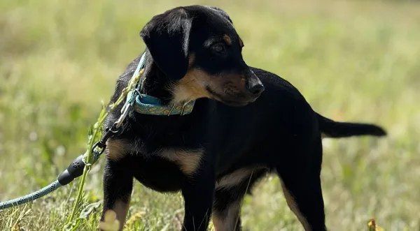 Pies do adopcji, Pieczyska, 4 lipca 2025 (1/3)