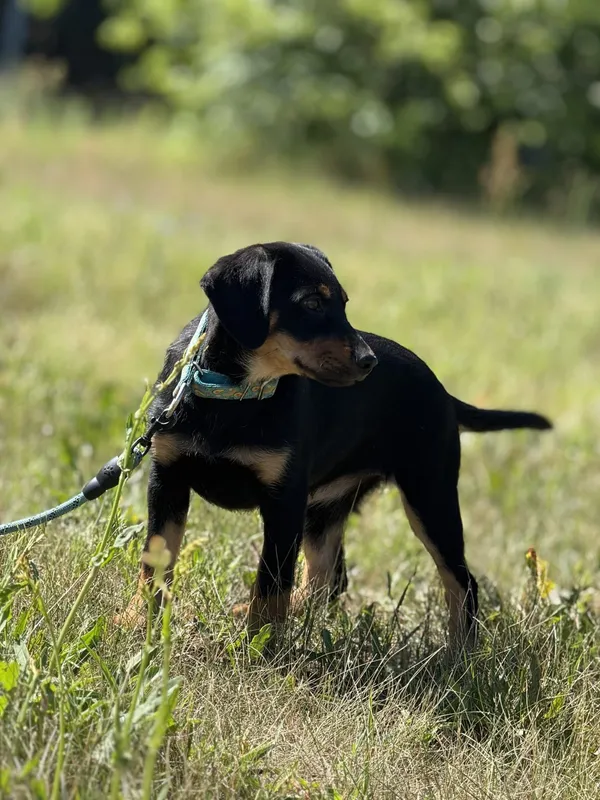 Pies do adopcji, Pieczyska, 4 lipca 2025 (2/3)