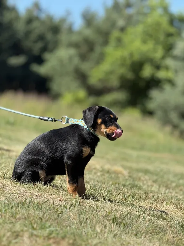 Pies do adopcji, Pieczyska, 4 lipca 2025 (3/3)