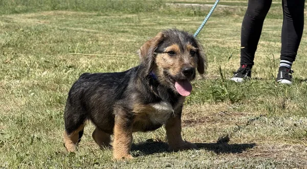 Pies do adopcji, Pieczyska, 4 lipca 2025 (1/3)