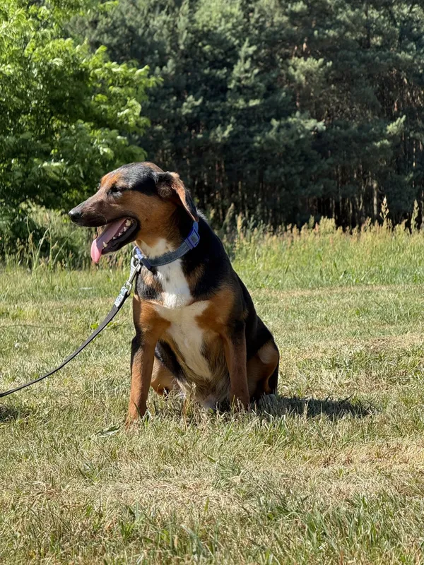 Pies do adopcji, Pieczyska, 4 lipca 2025 (2/4)