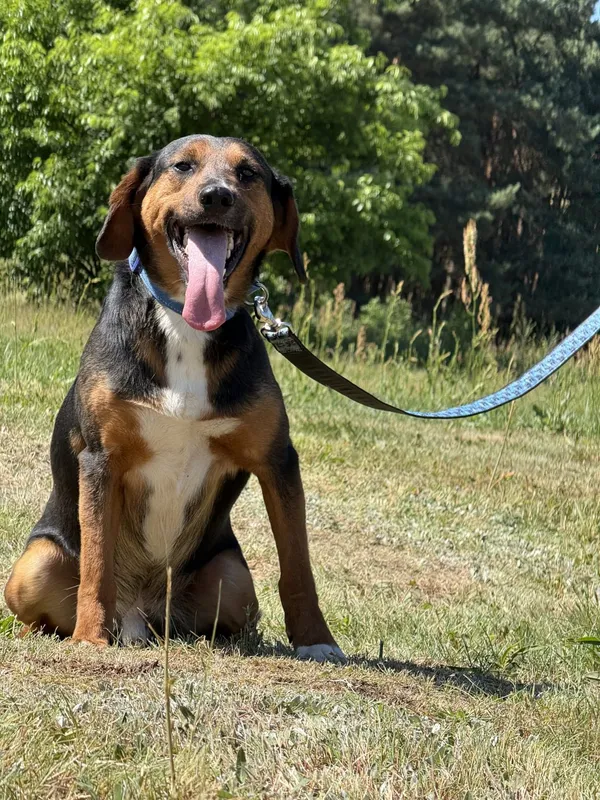 Pies do adopcji, Pieczyska, 4 lipca 2025 (3/4)