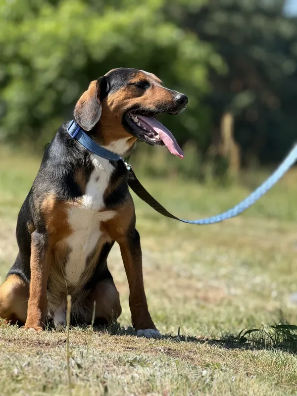 Pies do adopcji, Pieczyska, 4 lipca 2025 (4/4)