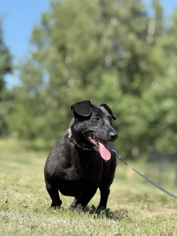 Pies do adopcji, Pieczyska, 4 lipca 2025 (3/4)