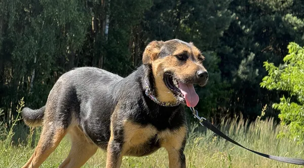 Pies do adopcji, Pieczyska, 4 lipca 2025 (1/3)