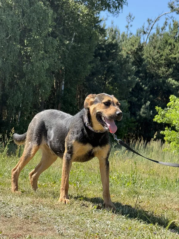 Pies do adopcji, Pieczyska, 4 lipca 2025 (2/3)