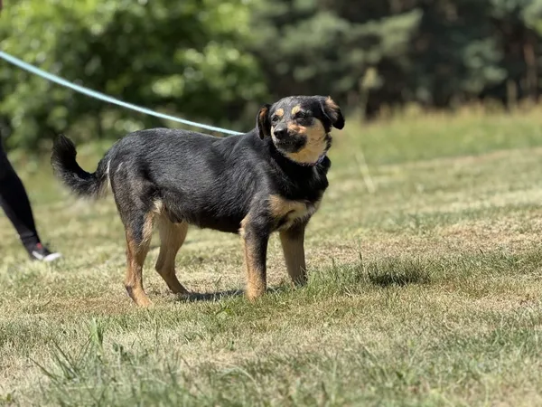 Pies do adopcji, Pieczyska, 4 lipca 2025 (2/3)