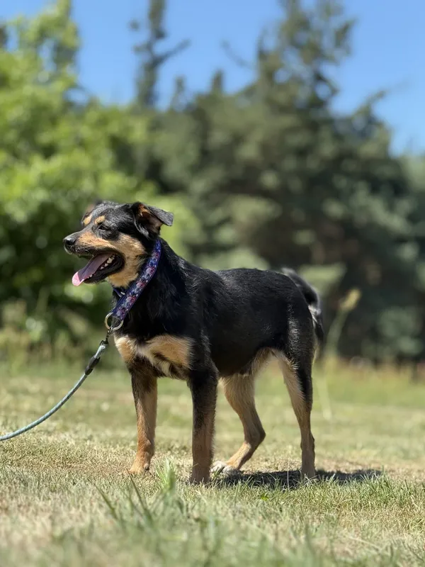 Pies do adopcji, Pieczyska, 4 lipca 2025 (3/3)