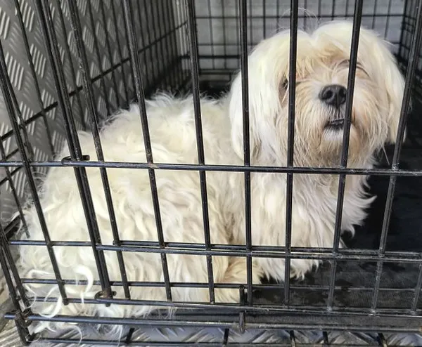 Znaleziono psa, Radom, 4 lipca 2025