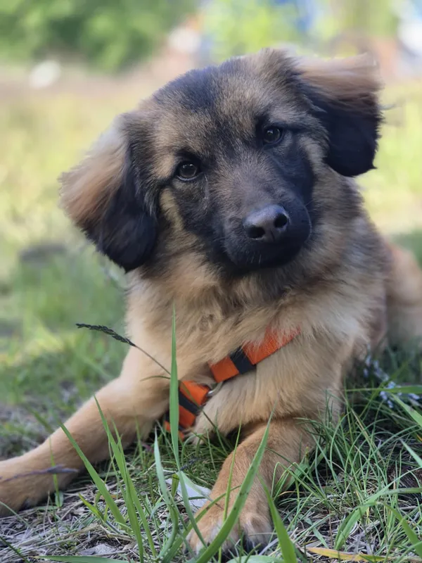 Oddam psa, Łódź, Julianów, 5 lipca 2025 (1/4)