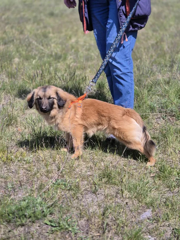 Oddam psa, Łódź, Julianów, 5 lipca 2025 (2/4)