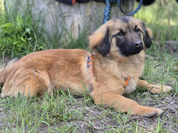 Oddam psa, Łódź, Julianów, 5 lipca 2025 (3/4)