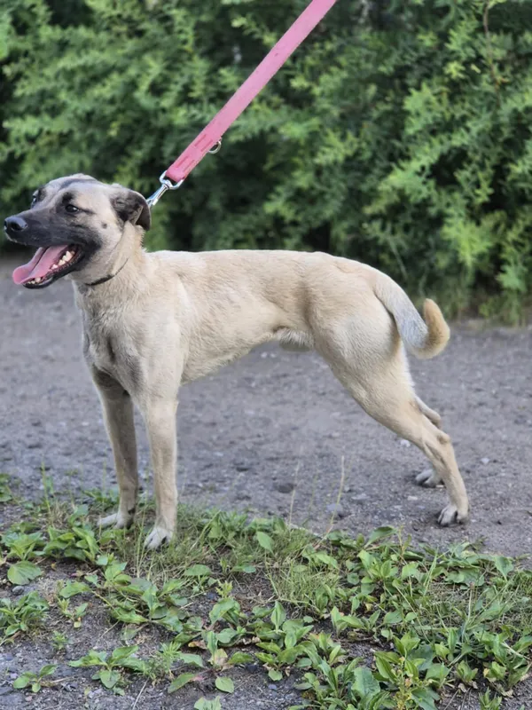 Oddam psa, Warszawa, Siekierki, 5 lipca 2025 (2/5)