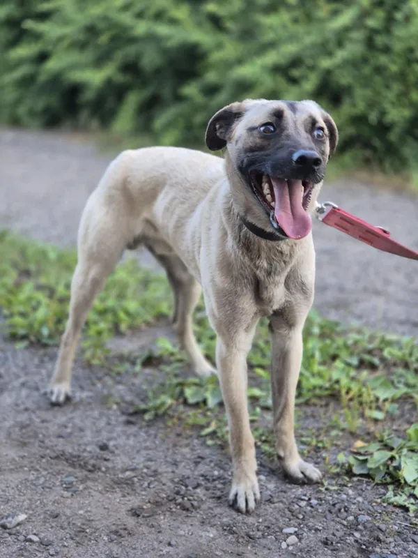 Oddam psa, Warszawa, Siekierki, 5 lipca 2025 (3/5)