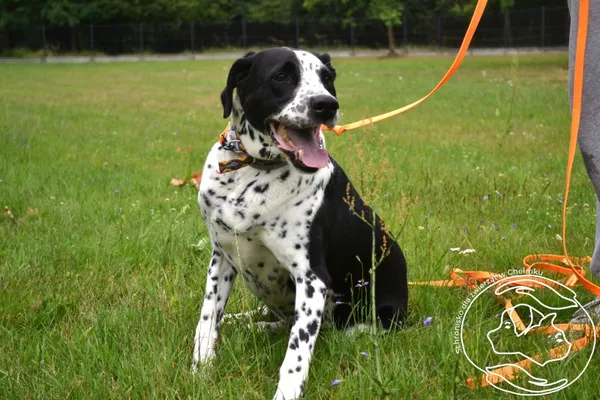 Pies do adopcji, Chełmek, 20 lipca 2024