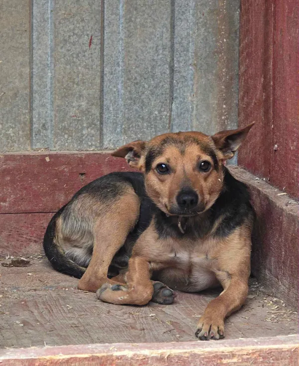 Znaleziono psa, Czartki, 4 lipca 2025