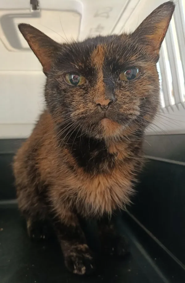 Znaleziono kota, Gdańsk, 4 lipca 2025