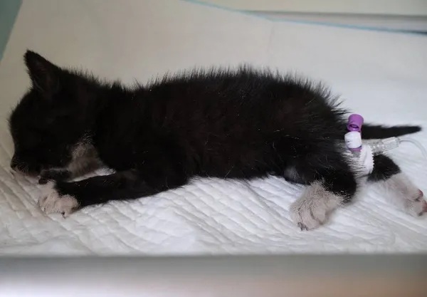 Znaleziono kota, Łódź, 4 lipca 2025 (1/2)